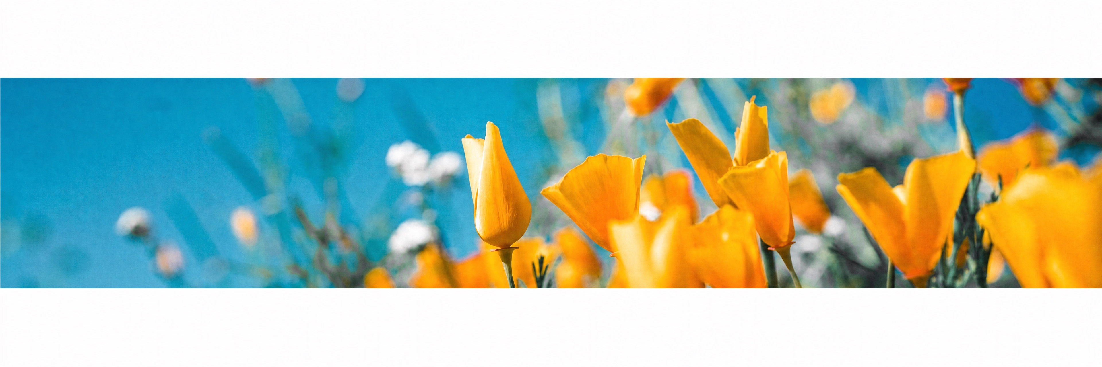 California poppies in bloom against a clear blue sky