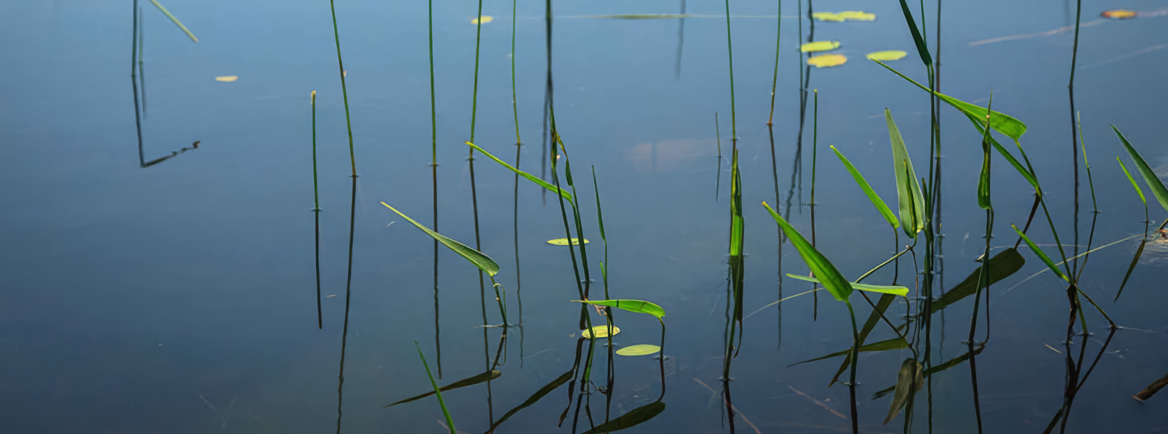 Reeds and lily pads on the calm surface of a pond
