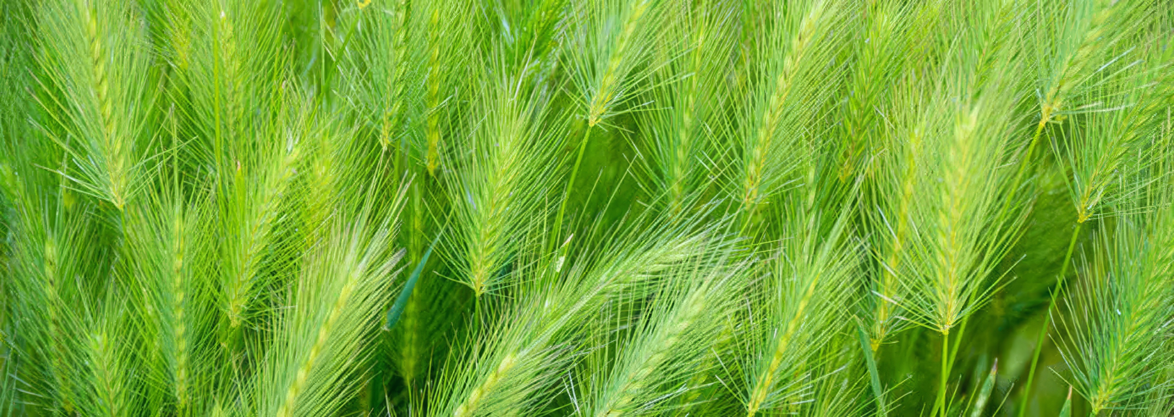Lush green ornamental grasses catching the light