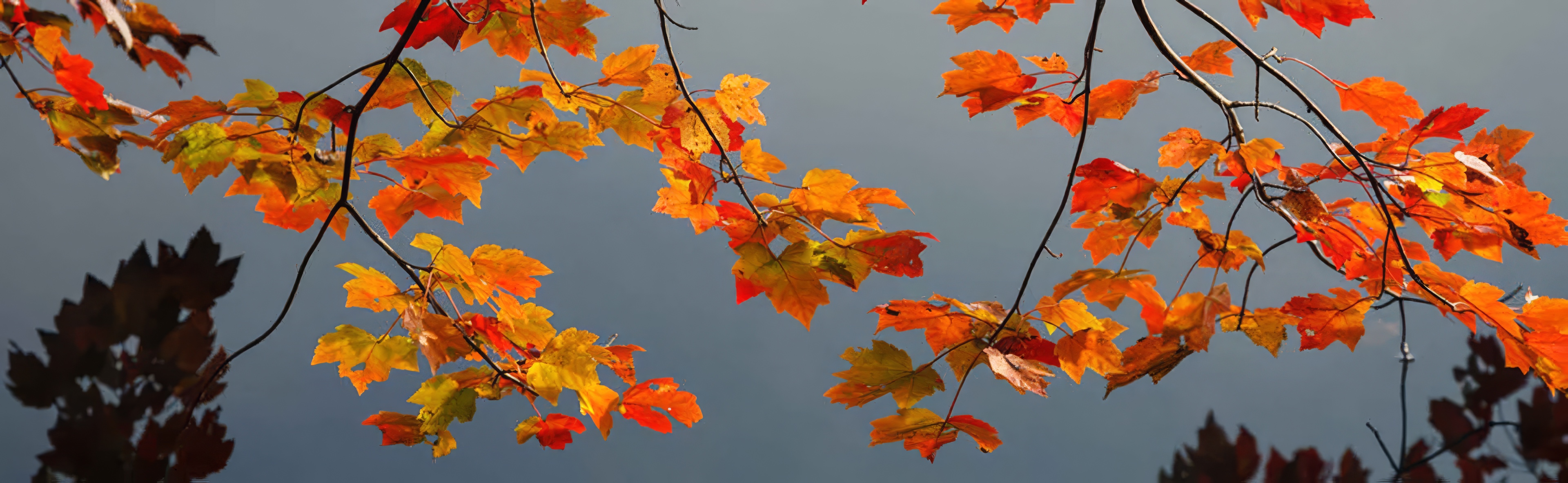 Autumn maple leaves in orange and red against a soft gray sky