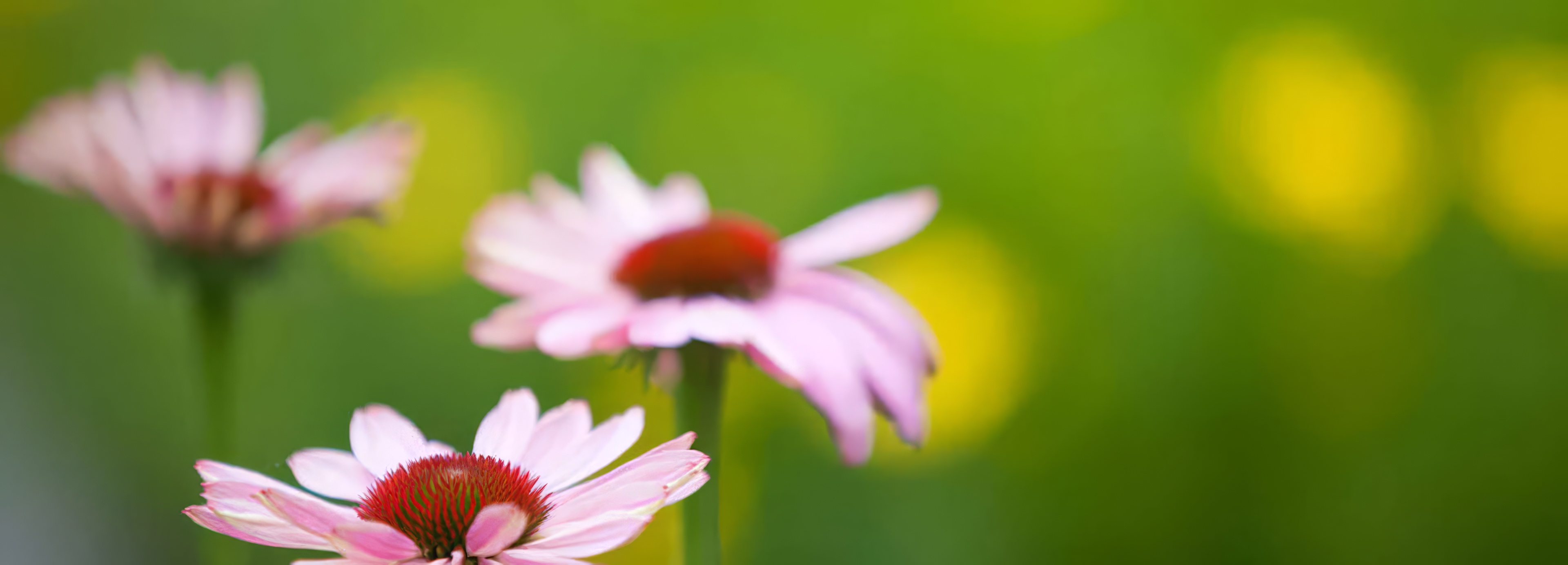 Pink coneflowers in bloom against soft green foliage