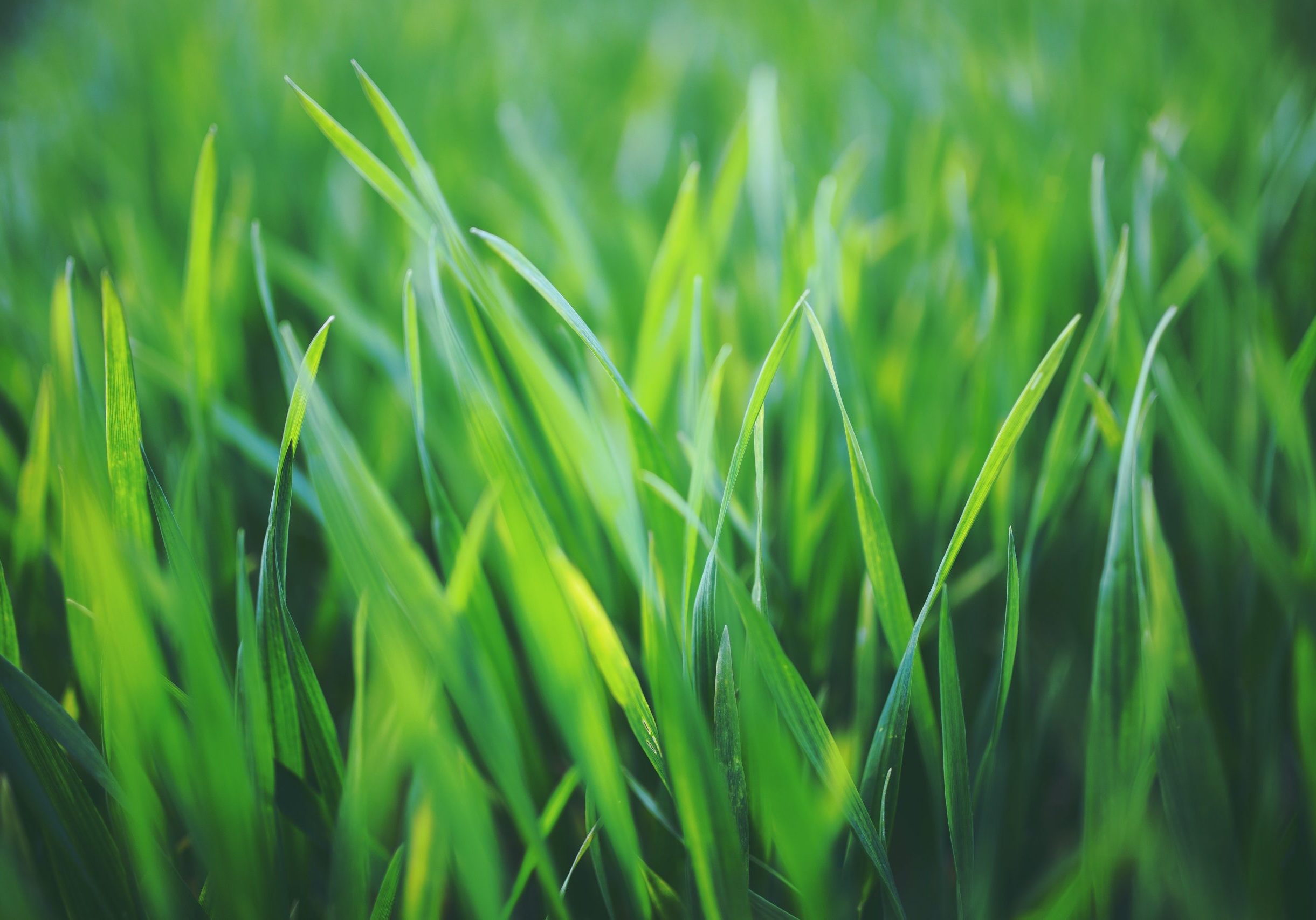 Lawn Care